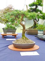 Scottish_Bonsai_Show_2012